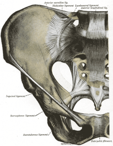Pelvis front view