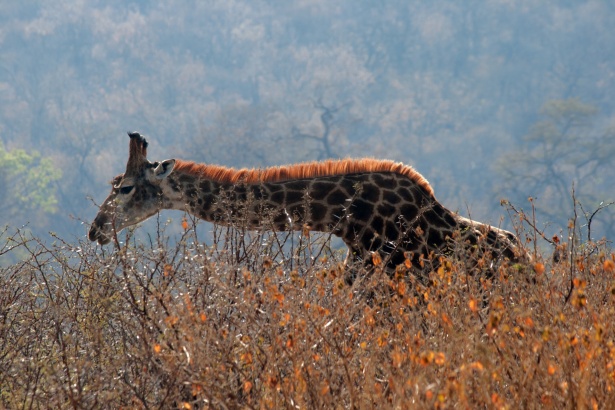 giraffe-with-bent-neck